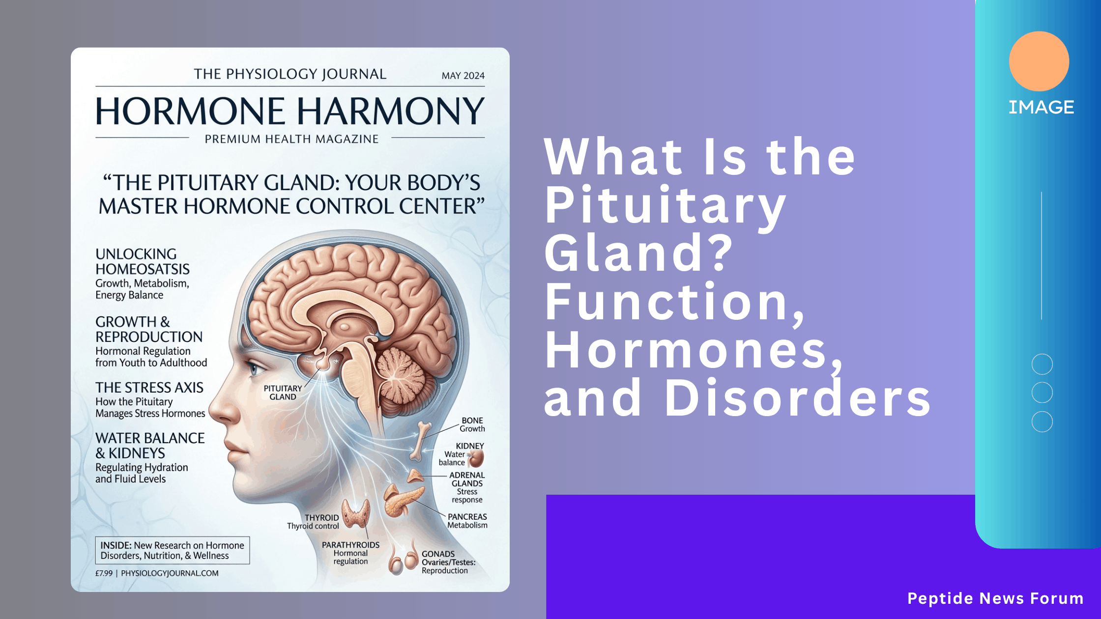 Pituitary Gland
